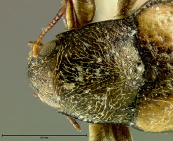 Media type: image;   Entomology 24463 Aspect: pronotum dorsal